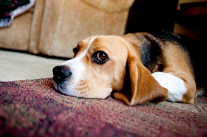 cute-beagle-photo-charlie-brown-1