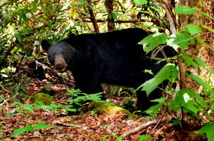 gregory-bald-bear