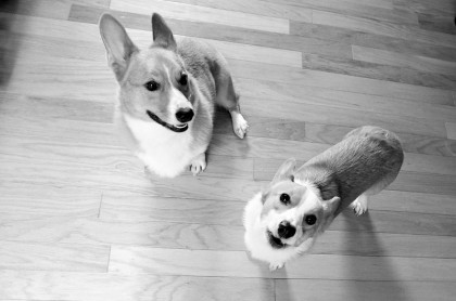 pembroke-welsh-corgi-howl