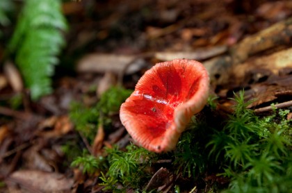 hiking-trillium-gap-to-brushy-mountain-smokies-22