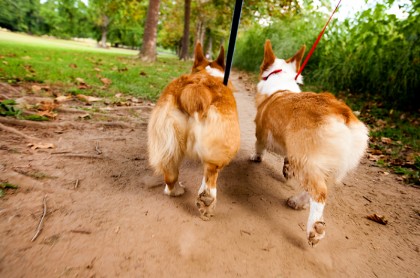 twin-bunny-butts-pembroke-welsh-corgi