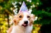 carrot-oatmeal-pupcakes-dog-muffins-and-corgi-birthday-3