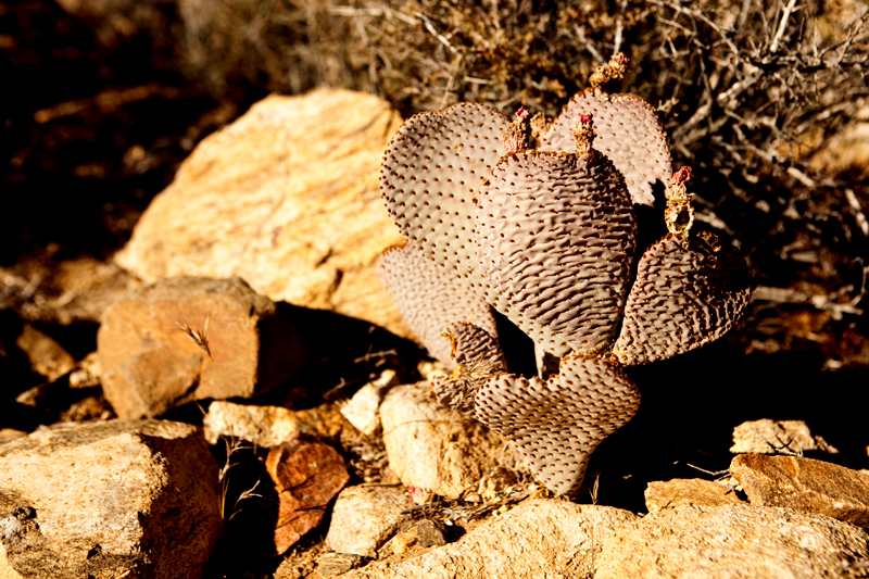 Hike to Ryan Mountain at Joshua Tree National Park