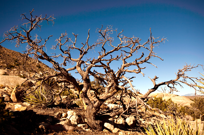 Hike to Ryan Mountain at Joshua Tree National Park