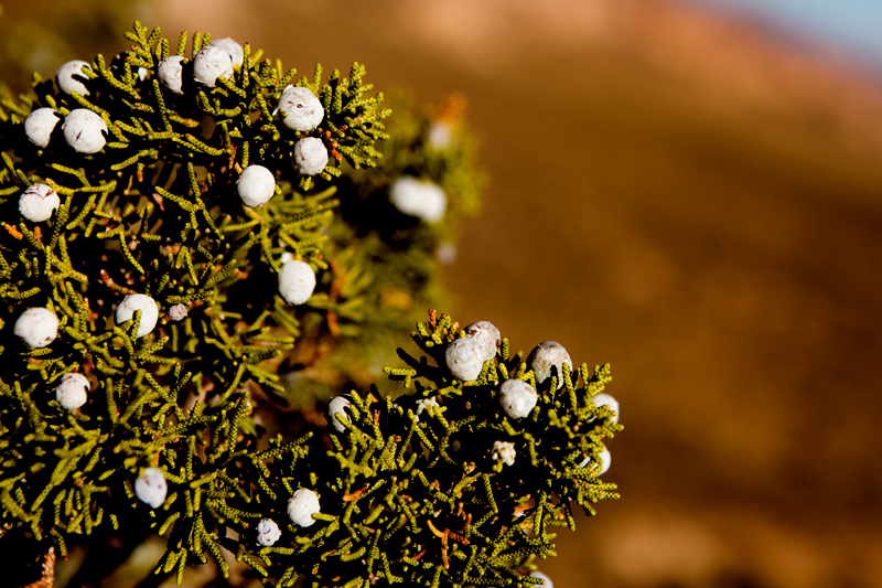 Hike to Ryan Mountain at Joshua Tree National Park