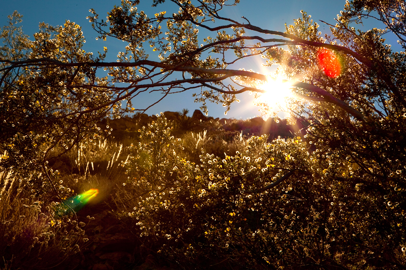 Hike to Ryan Mountain at Joshua Tree National Park