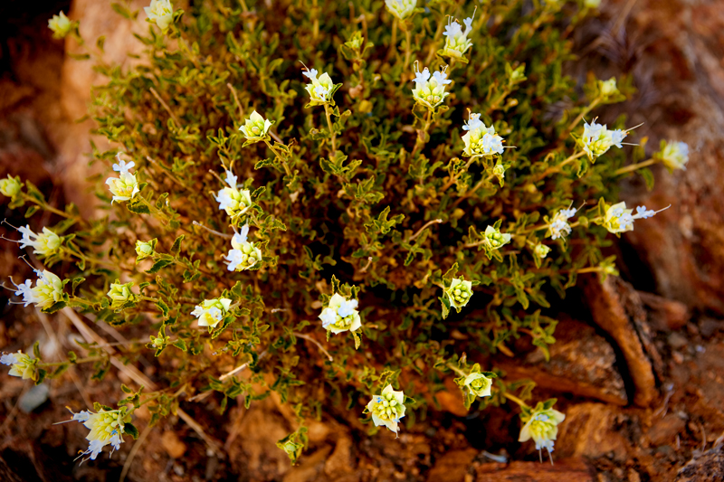 Hike to Ryan Mountain at Joshua Tree National Park