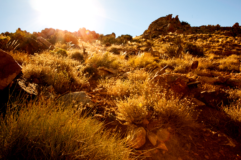 Hike to Ryan Mountain at Joshua Tree National Park