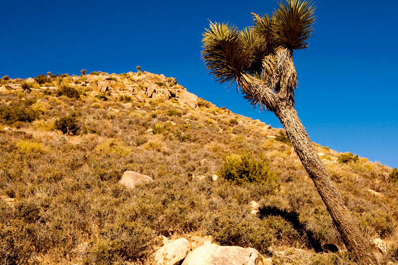 Hike to Ryan Mountain at Joshua Tree National Park