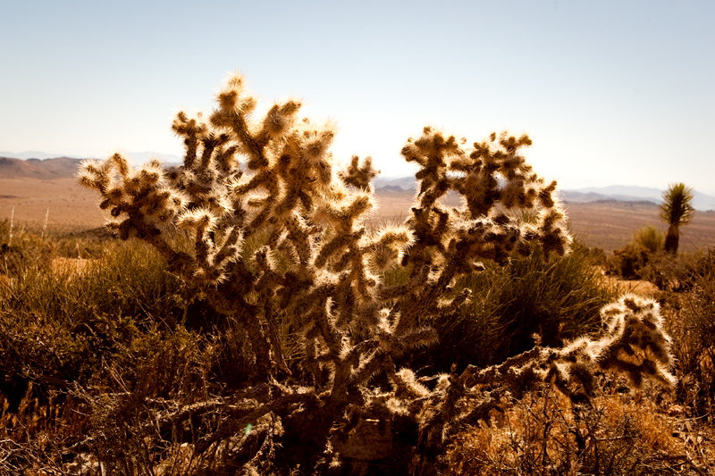 Hike to Ryan Mountain at Joshua Tree National Park