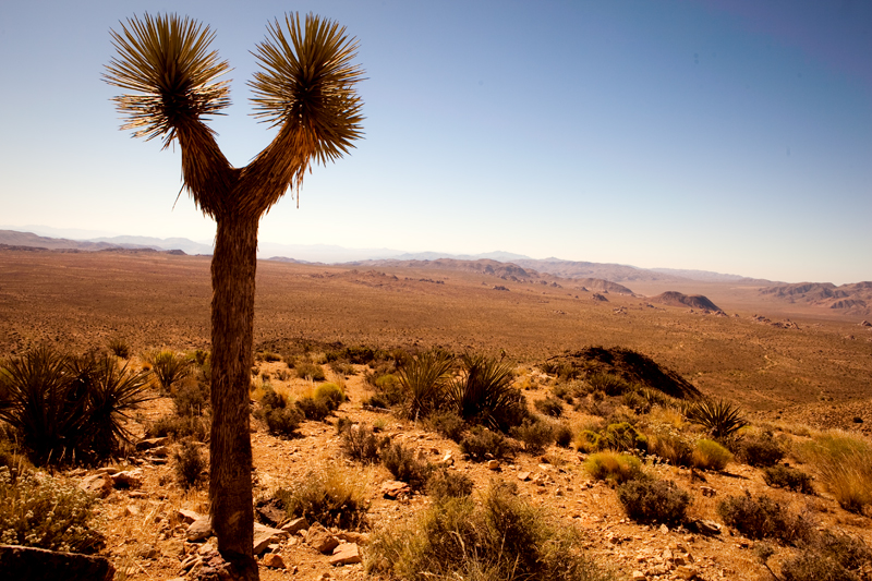 Hike to Ryan Mountain at Joshua Tree National Park