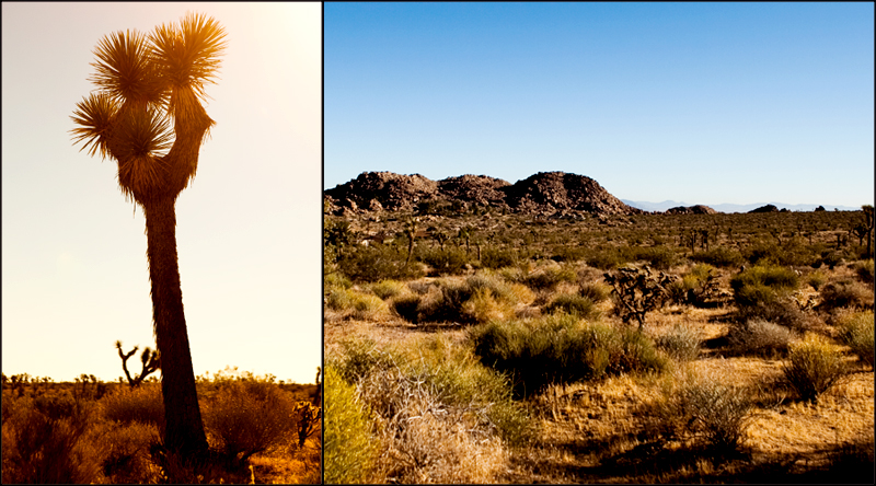 Hike to Ryan Mountain at Joshua Tree National Park