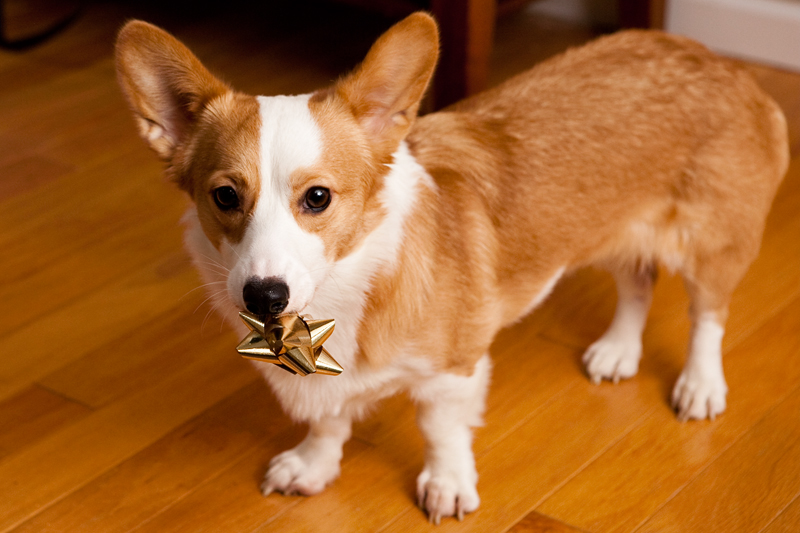 Corgis unwrapping Christmas gifts and receiving a Kong