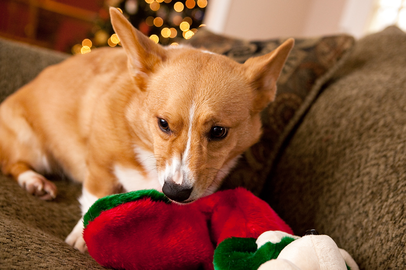 Corgis unwrapping Christmas gifts and receiving a Kong