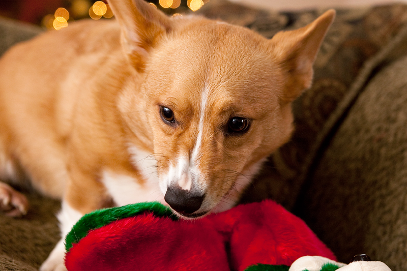 Corgis unwrapping Christmas gifts and receiving a Kong