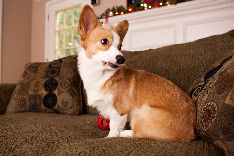 Corgis unwrapping Christmas gifts and receiving a Kong