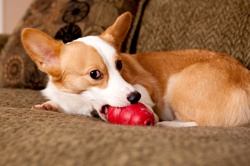 Corgis unwrapping Christmas gifts and receiving a Kong