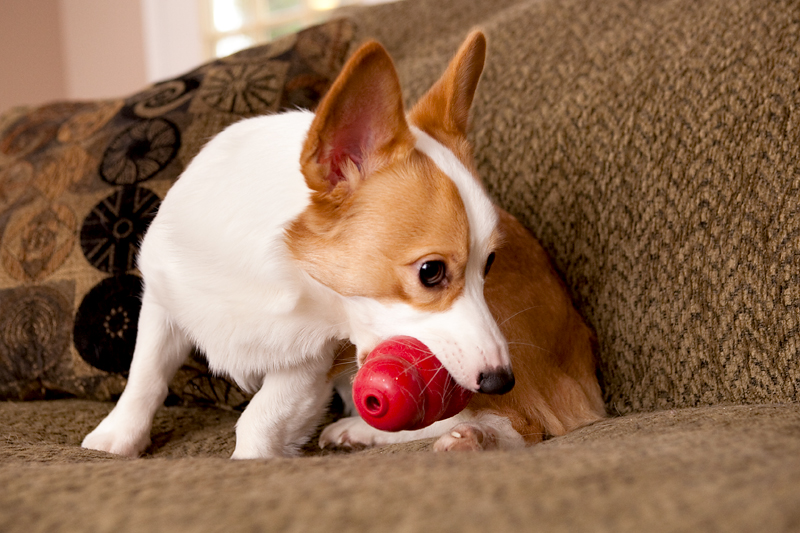 Corgis unwrapping Christmas gifts and receiving a Kong