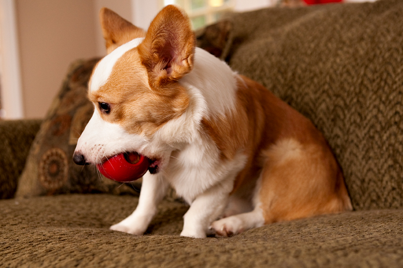 Corgis unwrapping Christmas gifts and receiving a Kong