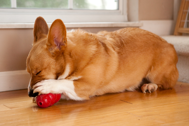 Corgis unwrapping Christmas gifts and receiving a Kong