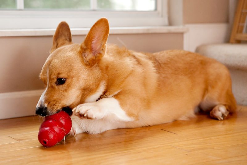 Corgis unwrapping Christmas gifts and receiving a Kong