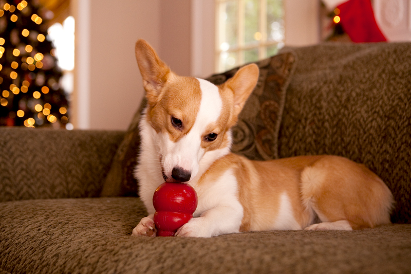 Corgis unwrapping Christmas gifts and receiving a Kong