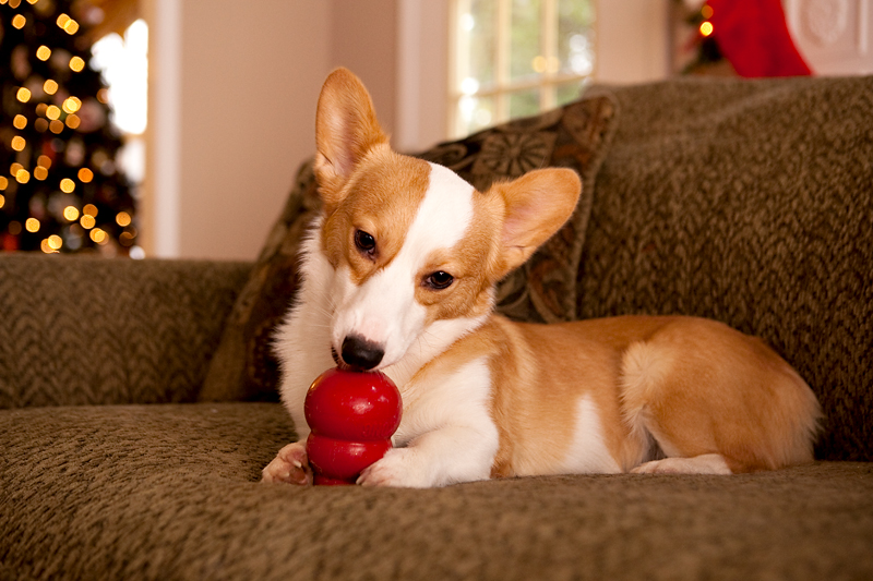 Corgis unwrapping Christmas gifts and receiving a Kong