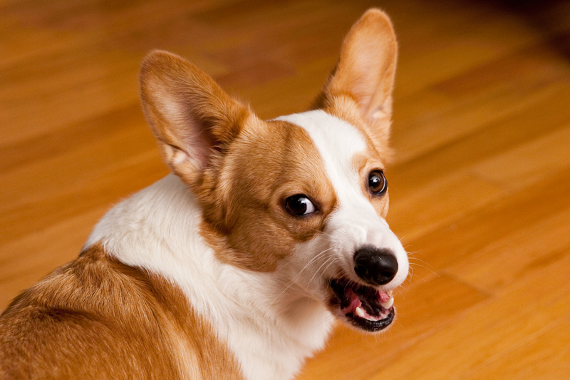 Corgis unwrapping Christmas gifts and receiving a Kong