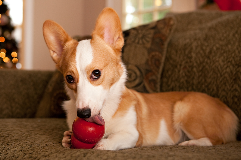 Corgis unwrapping Christmas gifts and receiving a Kong