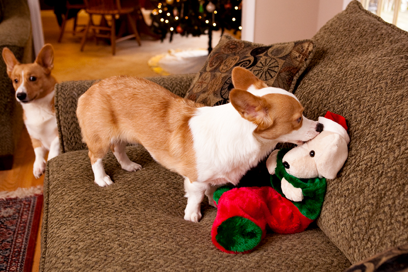 Corgis unwrapping Christmas gifts and receiving a Kong