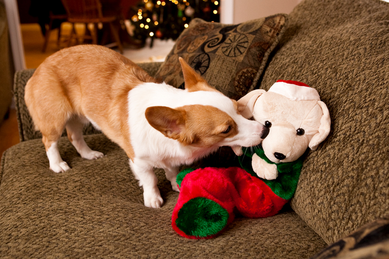 Corgis unwrapping Christmas gifts and receiving a Kong