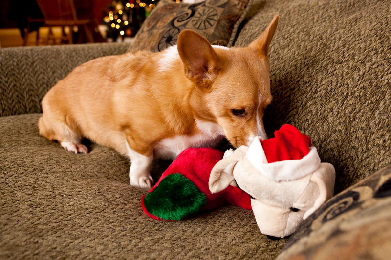 Corgis unwrapping Christmas gifts and receiving a Kong