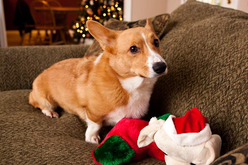 Corgis unwrapping Christmas gifts and receiving a Kong