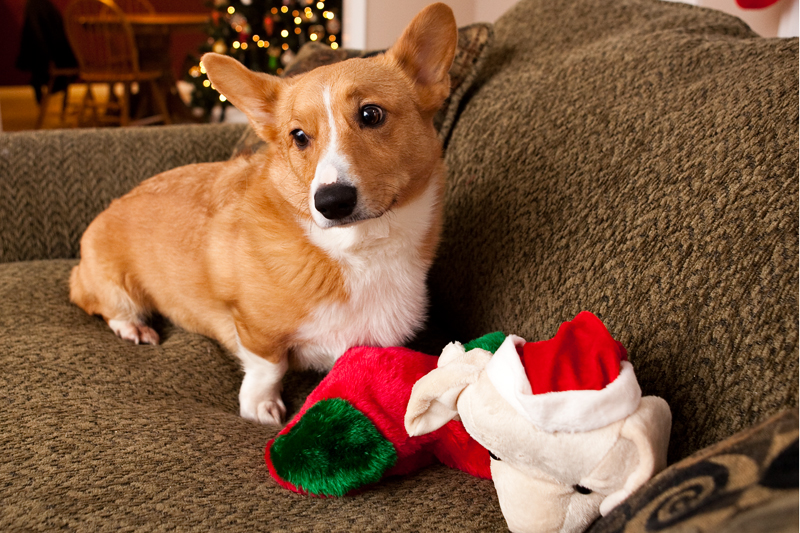 Corgis unwrapping Christmas gifts and receiving a Kong