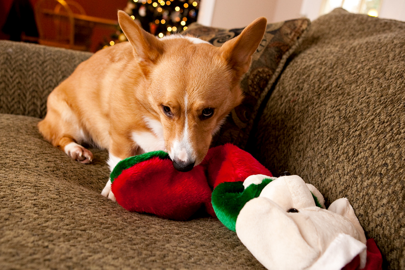 Corgis unwrapping Christmas gifts and receiving a Kong