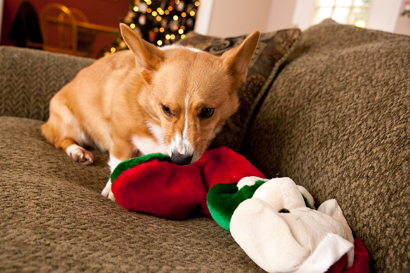 Corgis unwrapping Christmas gifts and receiving a Kong