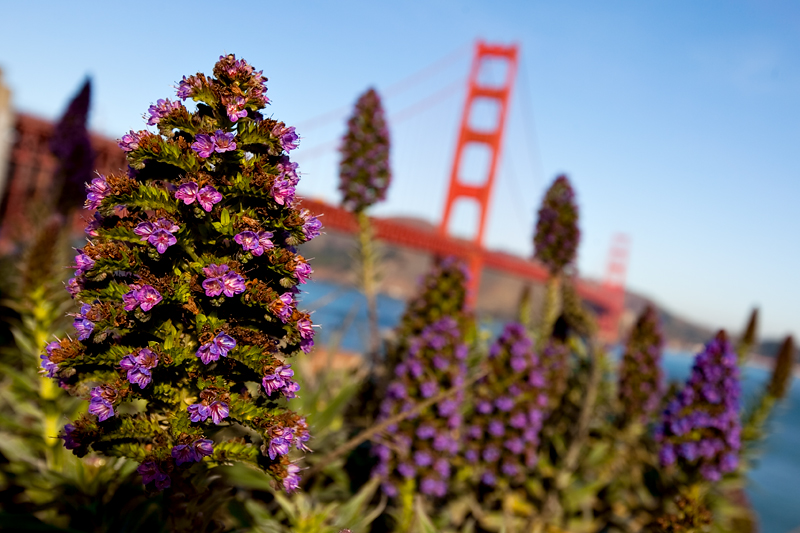 The Golden Gate Bridge with flowers