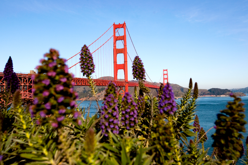 The Golden Gate Bridge with flowers