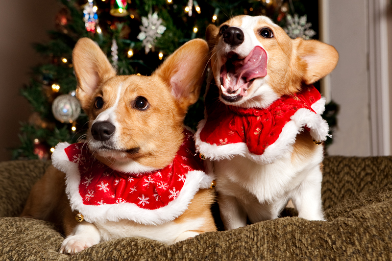 Christmas Card Photos with Pembroke Welsh Corgis