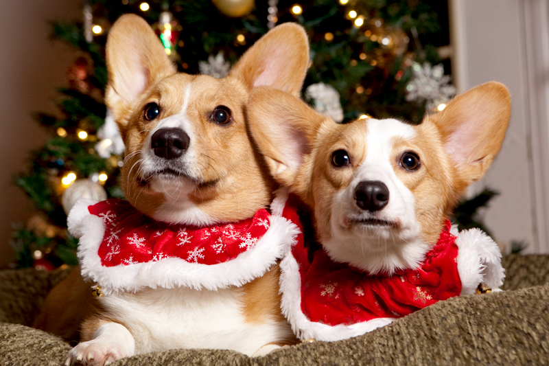 Christmas Card Photos with Pembroke Welsh Corgis