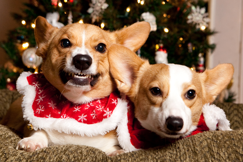 Christmas Card Photos with Pembroke Welsh Corgis