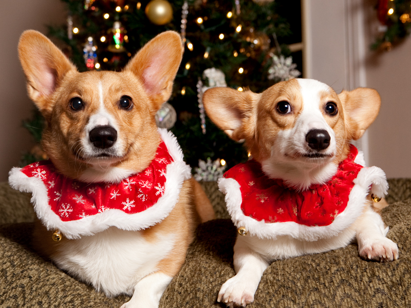 Christmas Card Photos with Pembroke Welsh Corgis