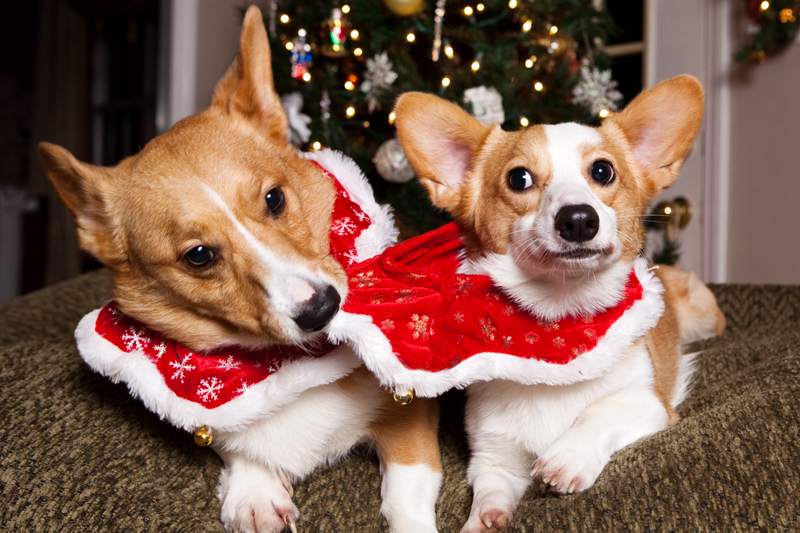 Christmas Card Photos with Pembroke Welsh Corgis