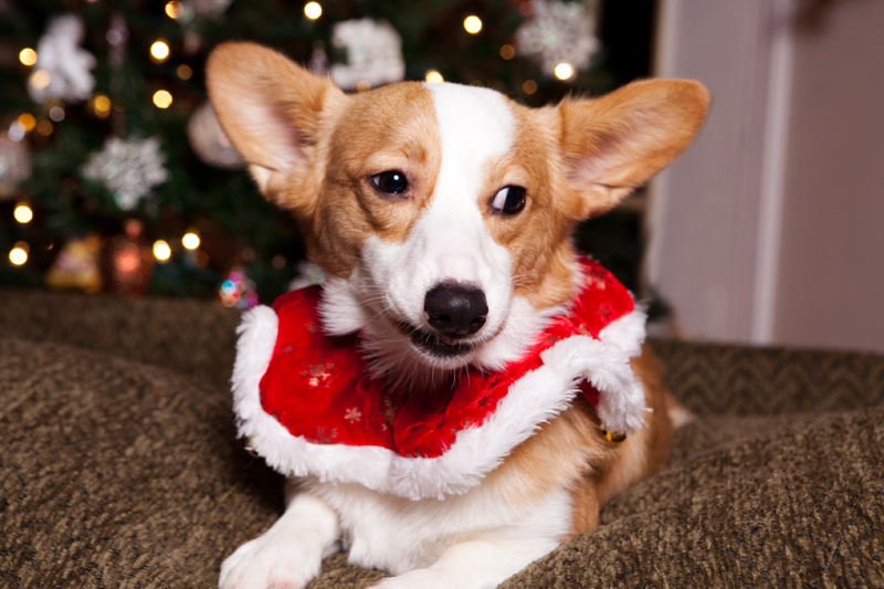 Christmas Card Photos with Pembroke Welsh Corgis