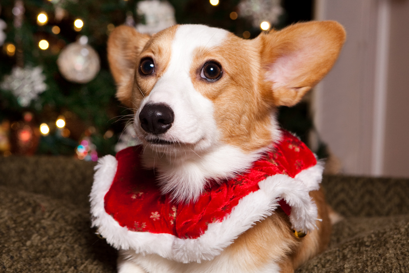 Christmas Card Photos with Pembroke Welsh Corgis