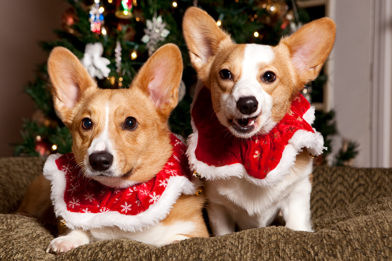 Christmas Card Photos with Pembroke Welsh Corgis