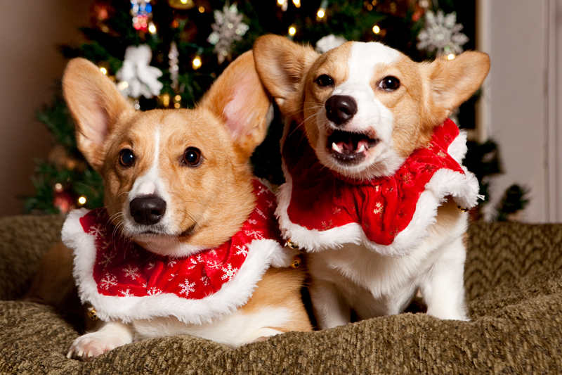 Christmas Card Photos with Pembroke Welsh Corgis