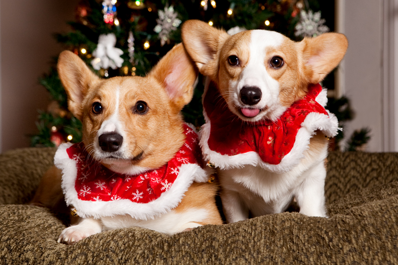 Christmas Card Photos with Pembroke Welsh Corgis