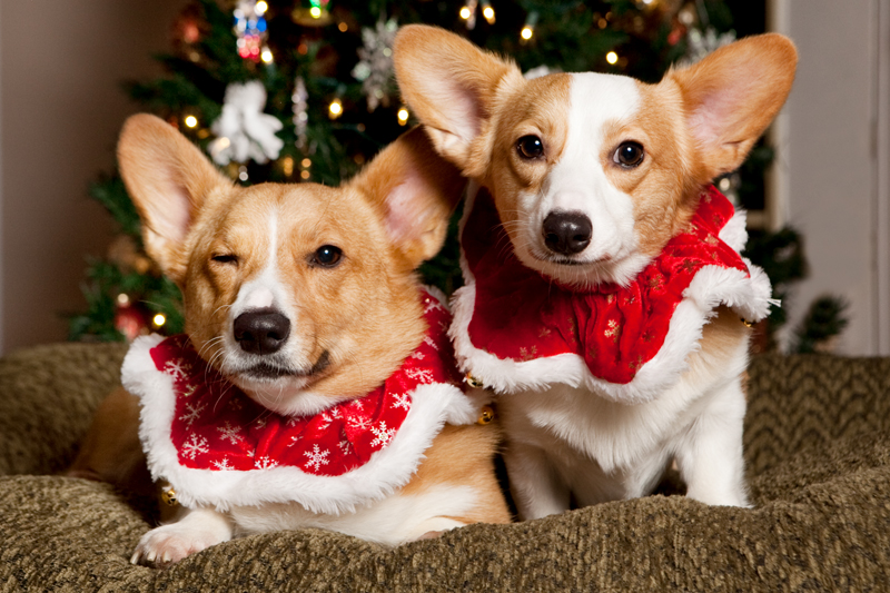 Christmas Card Photos with Pembroke Welsh Corgis