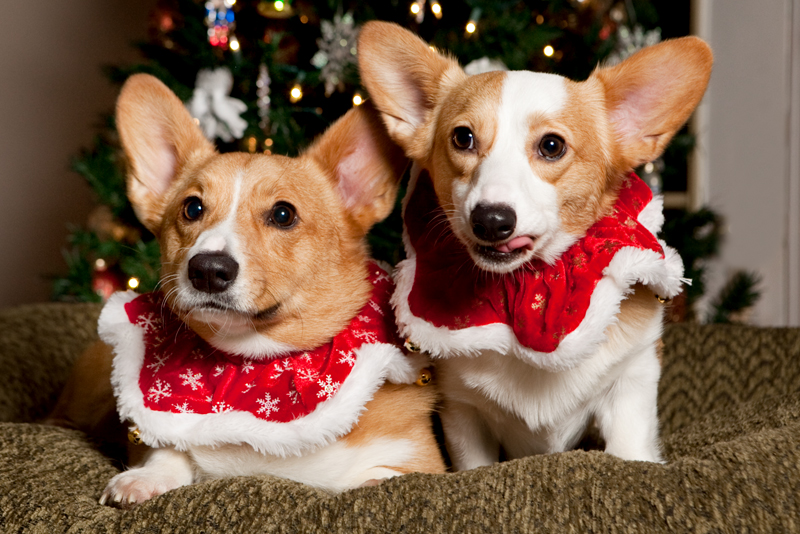 Christmas Card Photos with Pembroke Welsh Corgis